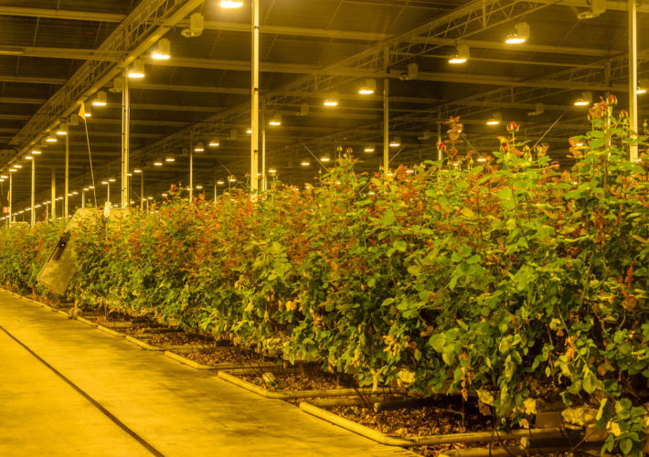 cannabis greenhouse design night
