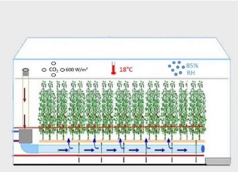 cannabis greenhouse design picture.png